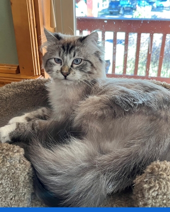 Simba