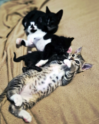 Tux, Puddles, Lucky, & Flynn