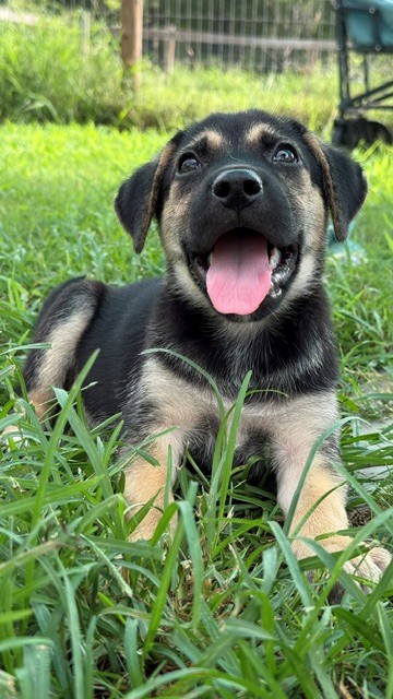 Little Bear