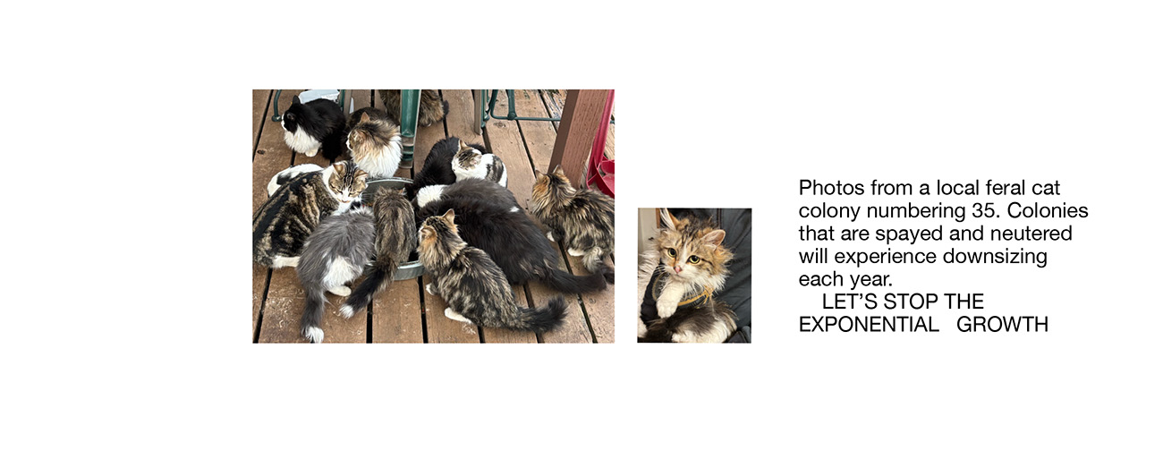 Raffle of TNR 2