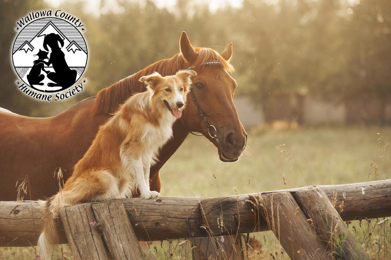 horse dog homepage logo