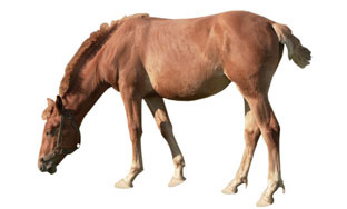 Horse 1A